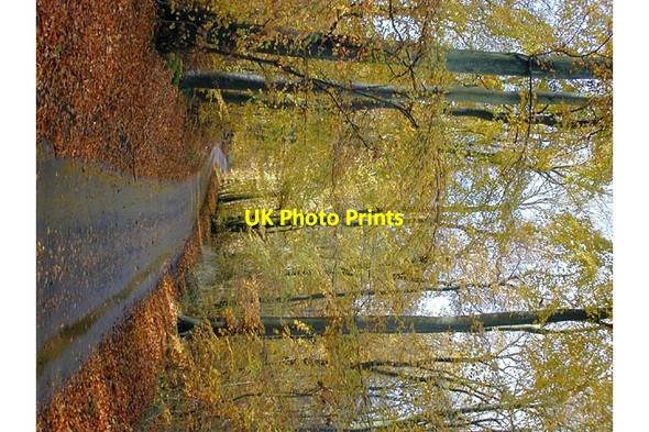 Photo 6"x4" Beech woods near Hook End Hook End\/SU6681 c2005