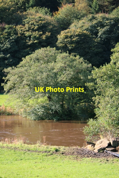 Photo 6"x4" The Derwent and Shining Cliff Woods Crich Carr c2008