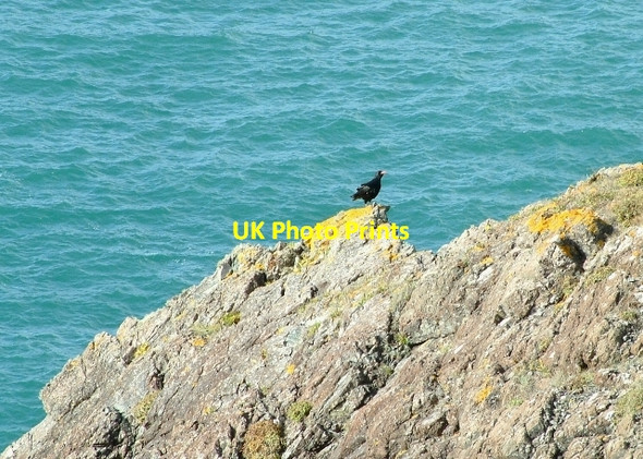 Photo 6"x4" Chough on Predannack Cliffs Mullion Cove c2008