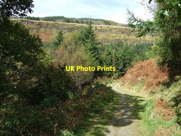 Photo 6"x4" Penpych Woodland Park Blaenrhondda c2008