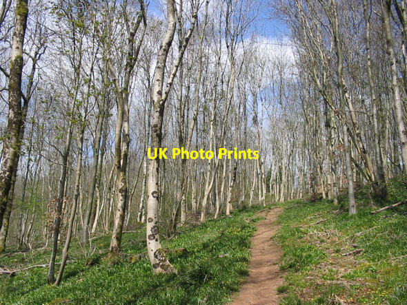 Photo 6"x4" Long Wood Charterhouse\/ST5055 c2008