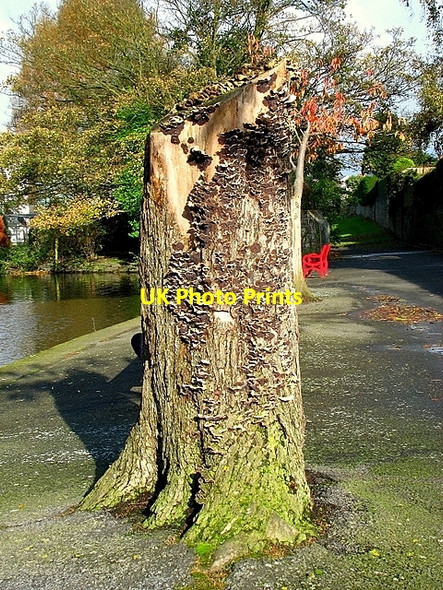 Photo 6"x4" Tree stump, Ward Park Bangor\/J5081 c2008