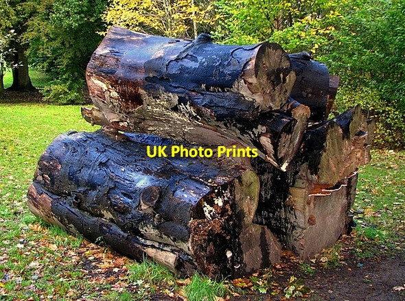 Photo 6"x4" Rotting timber, Castle Park Bangor\/J5081 c2008 P1