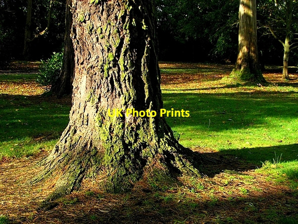 Photo 6"x4" Trees, Castle Park Bangor\/J5081 c2008