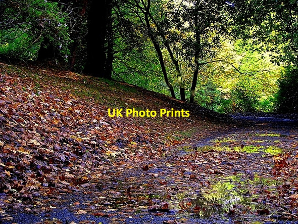 Photo 6"x4" Path and leaves, Castle Park Bangor\/J5081 c2008