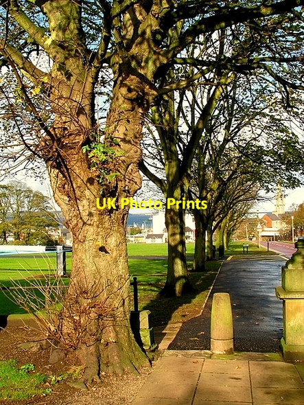 Photo 6"x4" Trees, Castle Park Avenue Bangor\/J5081 c2008