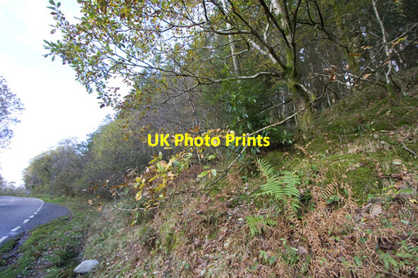 Photo 6"x4" Forest by the side of the A815 Invernoaden c2008