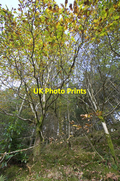 Photo 6"x4" Forest by the side of the A815 Invernoaden c2008 P1