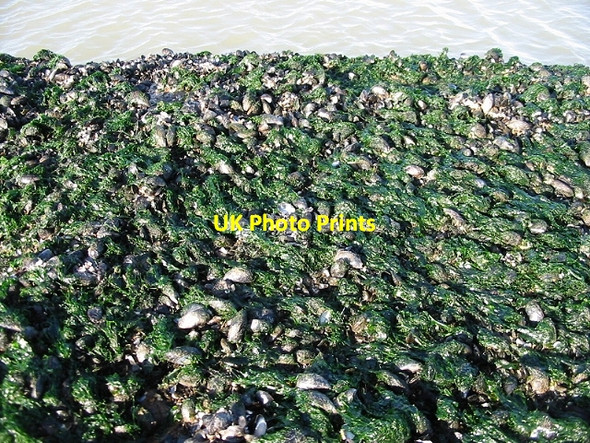 Photo 6"x4" Mussel and seaweed covered outfall Cliftonville\/TR3671 c2008