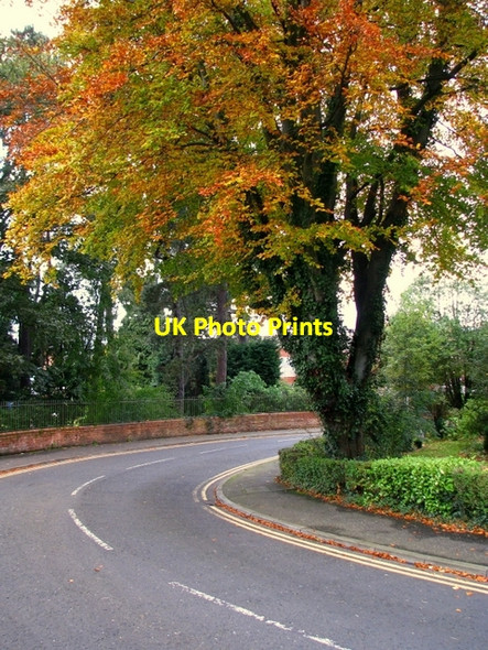 Photo 6"x4" Tree, Marlborough Park South Belfast c2008