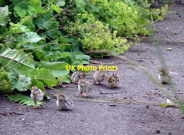 Photo 6"x4" Red-legged partridge chicks Lochmaben c2008