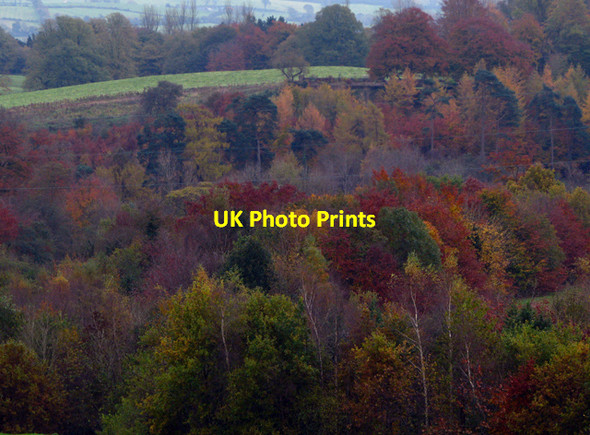 Photo 6"x4" Autumn, Barnetts Demesne Drumbeg\/J3066 c2008