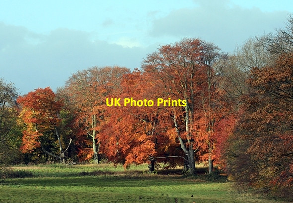 Photo 6"x4" Autumn colours, Ledston Park Ledston c2008