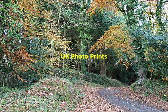 Photo 6"x4" Road through woodlands near St. Michael Penkevil Lamorran c2008