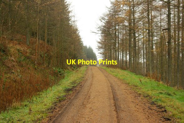 Photo 6"x4" Forestry Road Garth\/SN9549 c2008