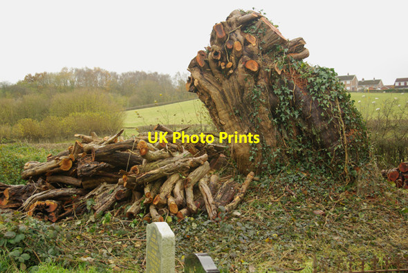 Photo 6"x4" Yew pruned heavily Cilmery c2008