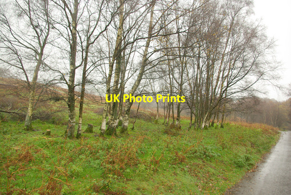 Photo 6"x4" Small beech trees Garth\/SN9549 c2008