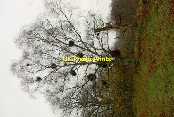 Photo 6"x4" Witches broom - Comin Coch Garth\/SN9549 c2008
