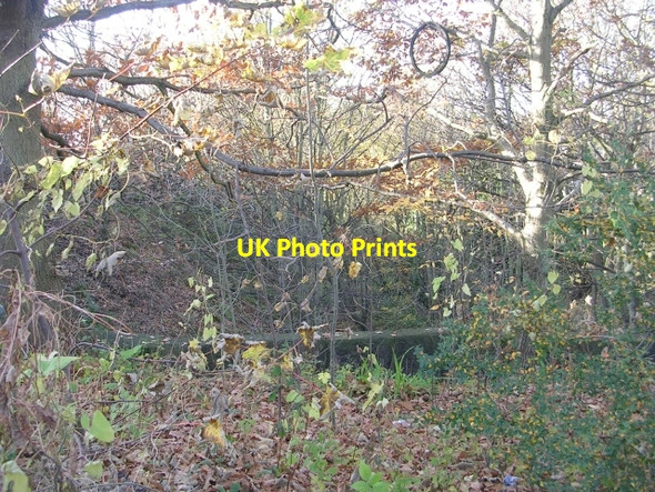 Photo 6"x4" Woodland - Thackley Road, Thackley Baildon c2008 P1