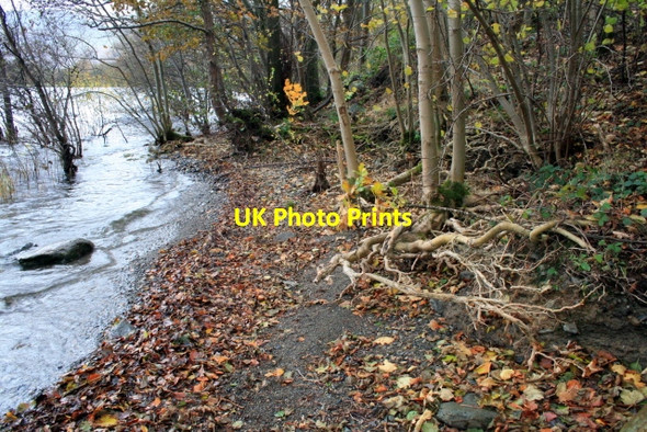 Photo 6"x4" Exposed roots Dockray\/NY3921 c2008