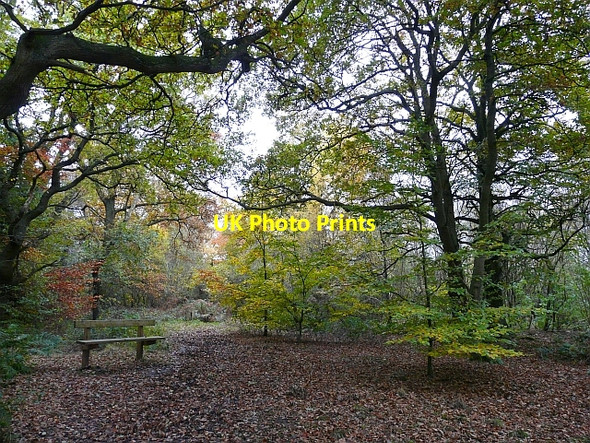 Photo 6"x4" Bench in the woods, Kingmoor Kingstown c2008