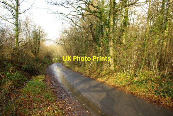 Photo 6"x4" The western edge of Goytre Wood Cilmery c2008