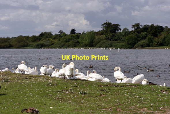 Photo 6"x4" Swans and geese, Hornsea Mere Hornsea c2007