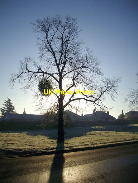 Photo 6"x4" Mistletoe, Poolbrook Common Great Malvern c2008