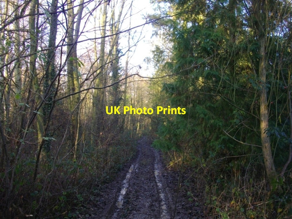 Photo 6"x4" Roadside copse Colwall c2008