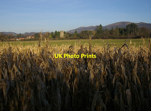 Photo 6"x4" Old maize crop Colwall c2008