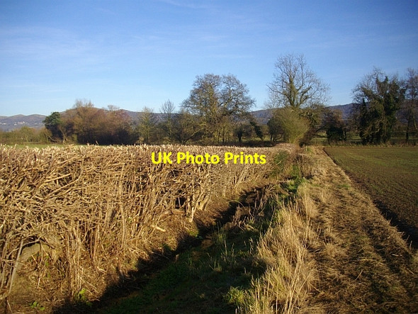 Photo 6"x4" Trimmed Hedge Colwall c2008