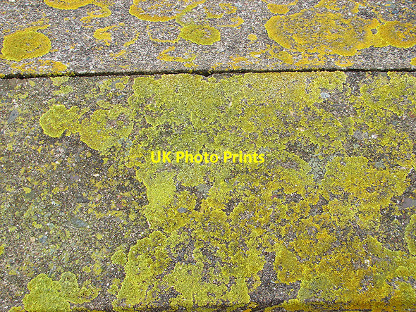 Photo 6"x4" Lichen on concrete at Mochras Llanbedr\/SH5826 c2008