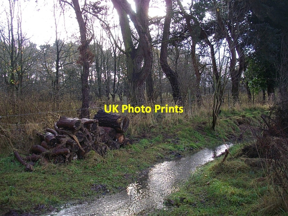 Photo 6"x4" Scots Pine woodland Colwall c2008