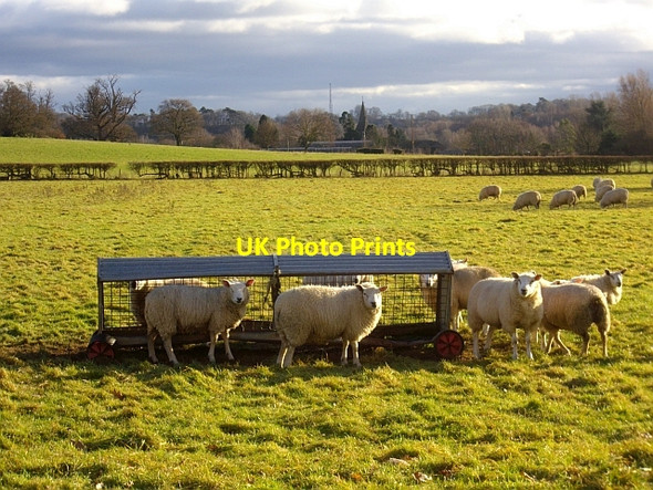 Photo 6"x4" Sheep pasture near the Pepper Mill Bromesberrow c2008