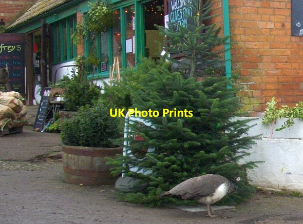 Photo 6"x4" Peacock and Christmas trees, Clives Fruit Farm Tunnel Hill\/SO8440 c2008