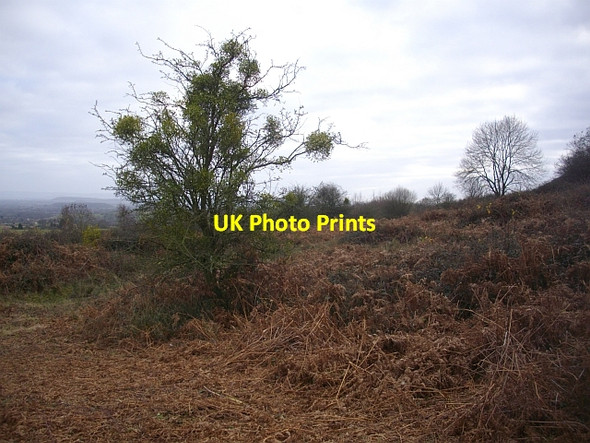 Photo 6"x4" Mistletoe, Castlemorton Common Chandler's Cross\/SO7738 c2008
