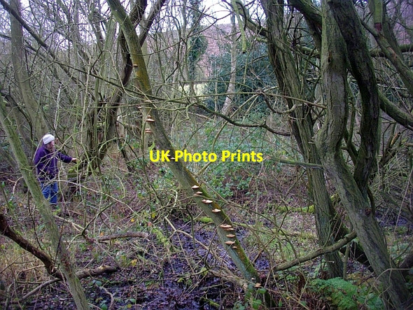 Photo 6"x4" Spring below Foxhall, Castlemorton Common Chandler's Cross\/SO7738 c2008