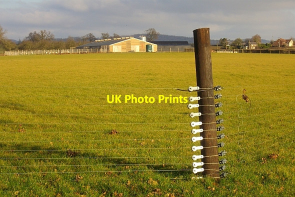 Photo 6"x4" Free Range Hen Enterprise Hallwood Green c2008