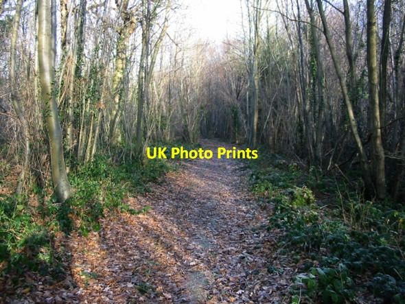 Photo 6"x4" Leafy track in Pitt Wood Ileden c2008