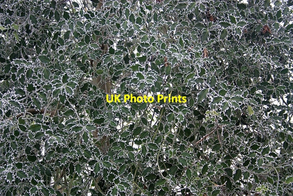 Photo 6"x4" Frosty Holly Little Malvern c2009