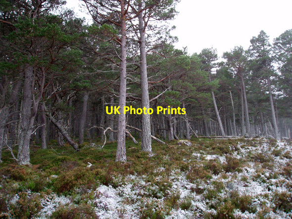 Photo 6"x4" Pine Woods on Carn Dearg Sluggan c2009