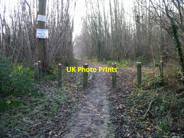 Photo 6"x4" Footpath through Oxenden Wood Adisham c2008