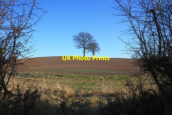 Photo 6"x4" Two trees on the path to Little Marcle Rushall\/SO6434 c2009