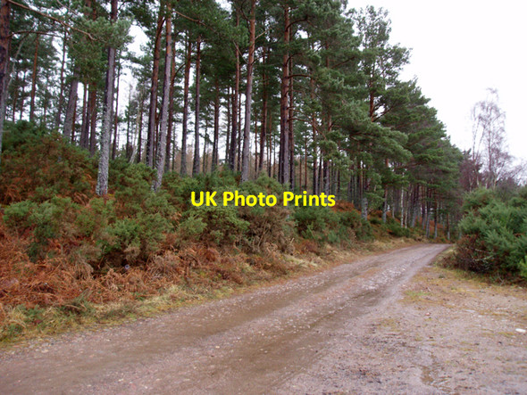 Photo 6"x4" Woods near Remore Ferness c2009