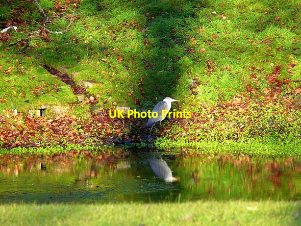 Photo 6"x4" Stalking heron, Skibo Castle grounds Clashmore\/NH7489 c2009