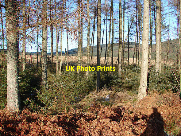 Photo 6"x4" Hafren Forest Tynyrwtra\/SN8885 c2009