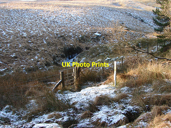 Photo 6"x4" On the edge of Hafren Forest Pant Mawr\/SN8482 c2009