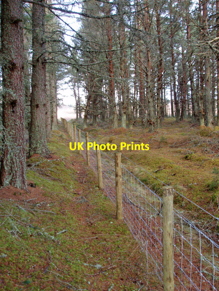 Photo 6"x4" New Fence, Airdrie Plantations Relugas c2009