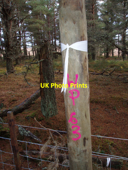 Photo 6"x4" Marker Post, Airdrie Plantations Relugas c2009