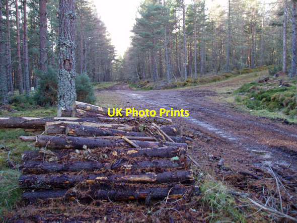 Photo 6"x4" Track Junction, Wood of Tilliglens Carnach\/NJ0048 c2009